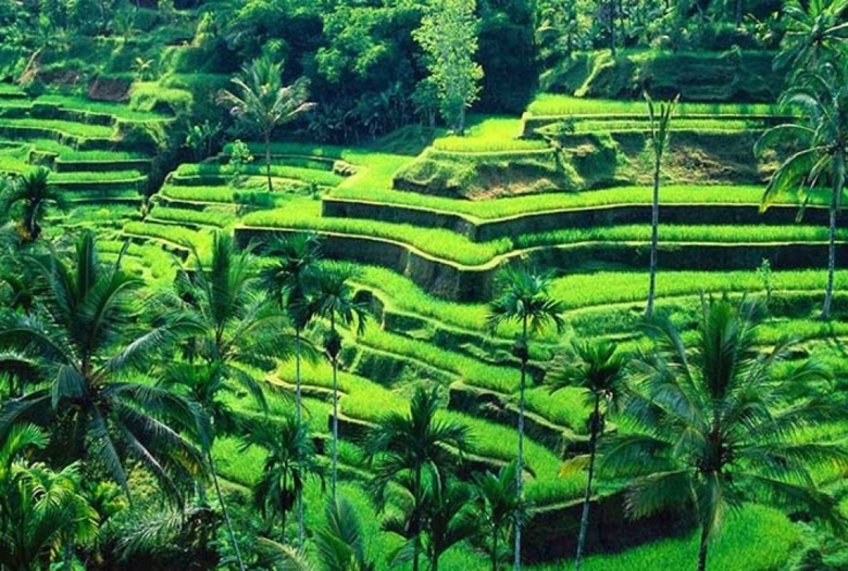 # **バリの植物療法 “Taru Pramana” を知る