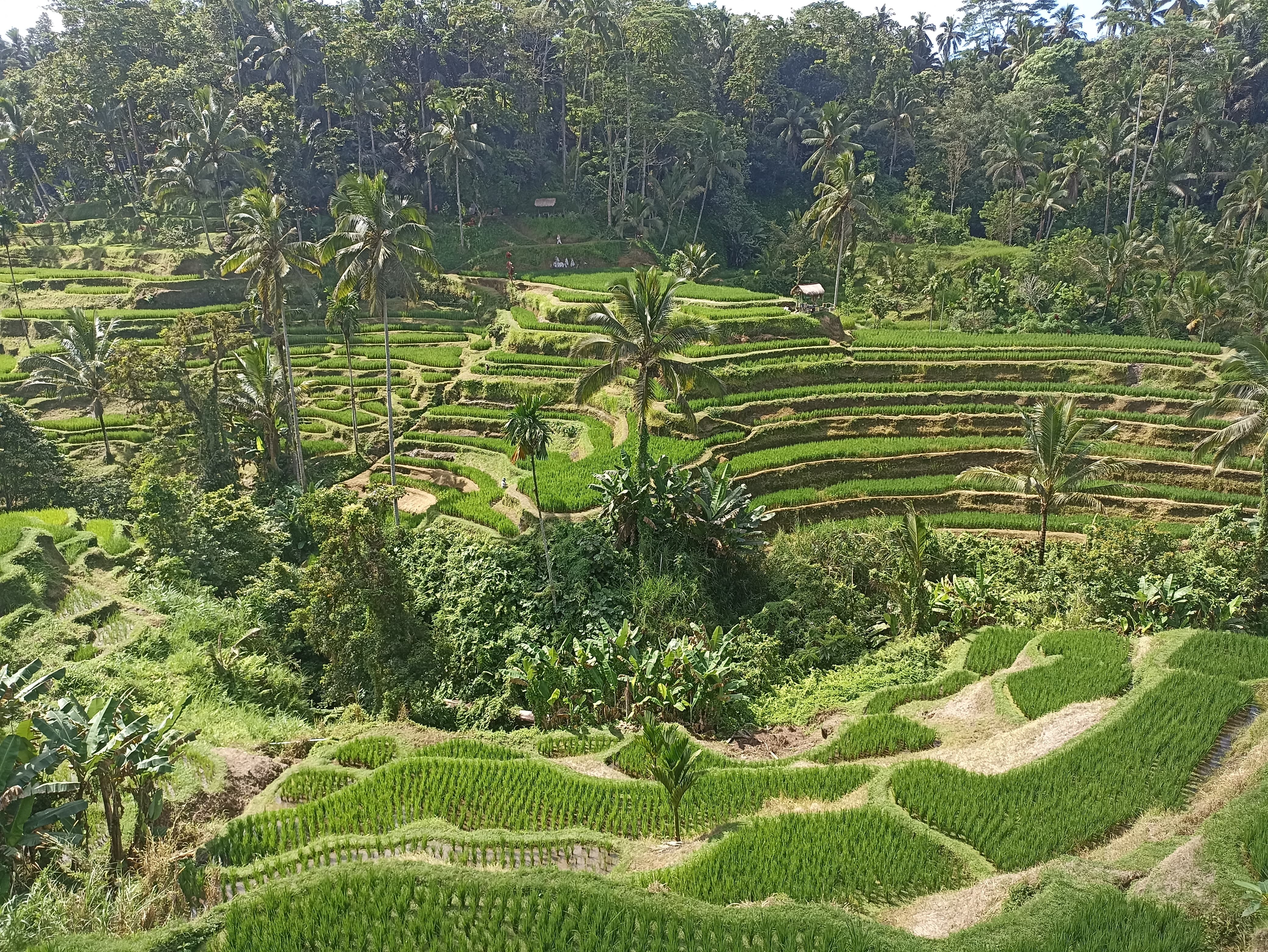 sche (1).jpeg (2.83 MB)