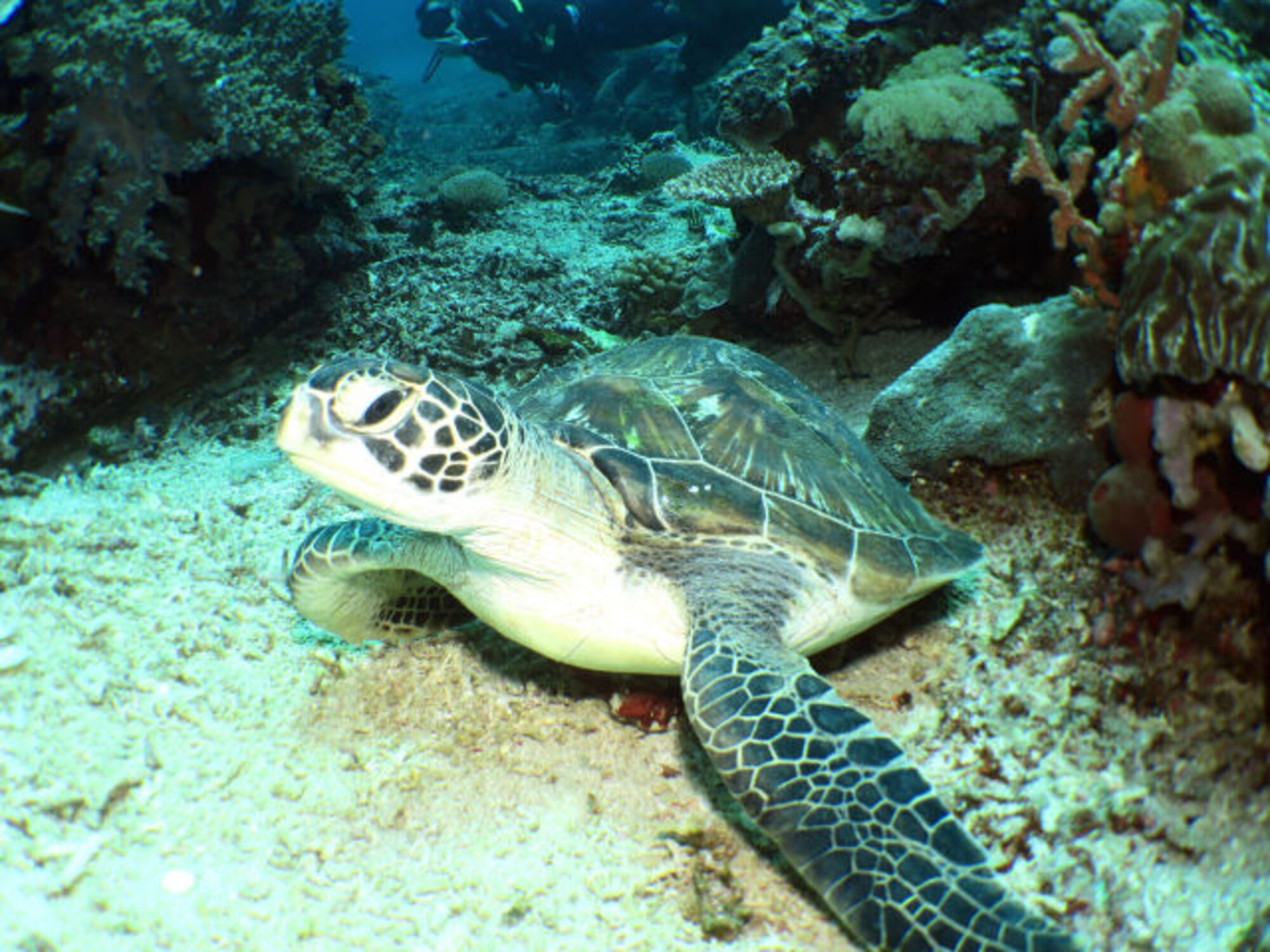 sche (1).jpg (509 KB)