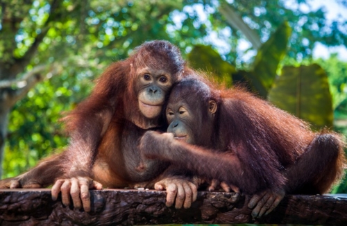 Animals