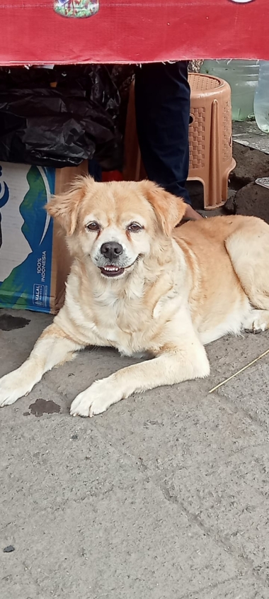 バリ島の犬は自由すぎる!?
