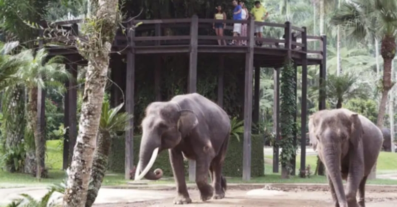 【📢重要なお知らせ】提携エレファントパークの運営方針変更について