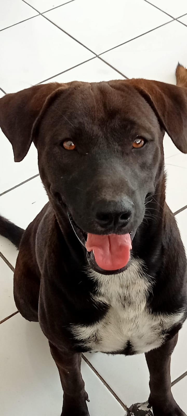 バリ島の犬は自由すぎる!?