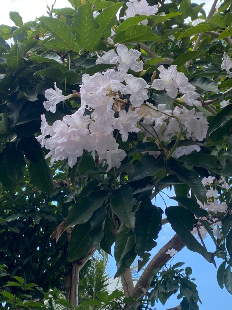 バリ島にも桜に似た花があるって知っていますか？「タベブヤ」の魅力
